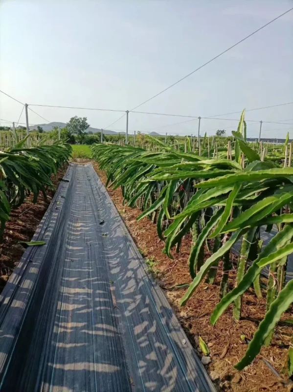 Tkaná podkladová textília GARDENKUS KLC 1,6 × 50 m čierna 100 g/m² 7